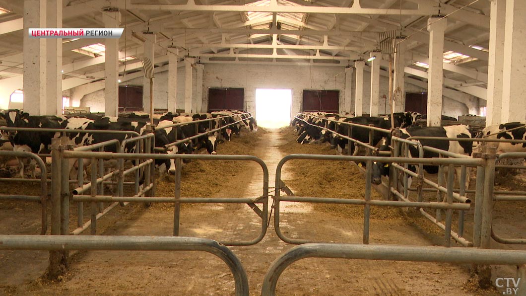 «Подходим к 9 тысячам удоям молока на корову» – побывали в агрокомбинате «Туча» и поговорили с директором-2