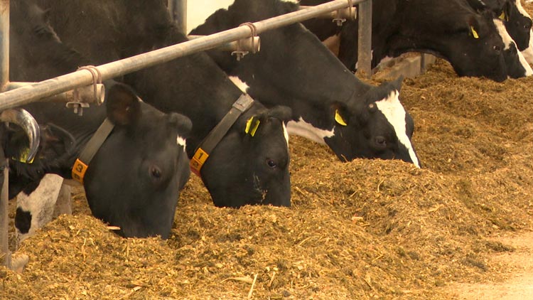 «Подходим к 9 тысячам удоям молока на корову» – побывали в агрокомбинате «Туча» и поговорили с директором