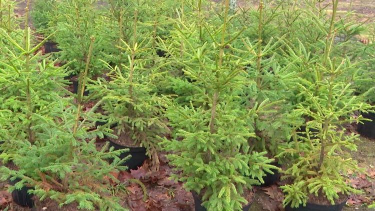 Символ праздника – побывали в лесопитомнике и узнали, как выращивают новогодние ёлки