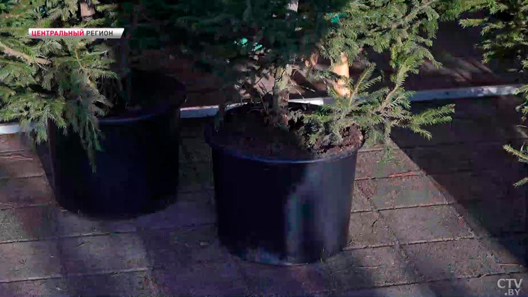 Символ праздника – побывали в лесопитомнике и узнали, как выращивают новогодние ёлки-4