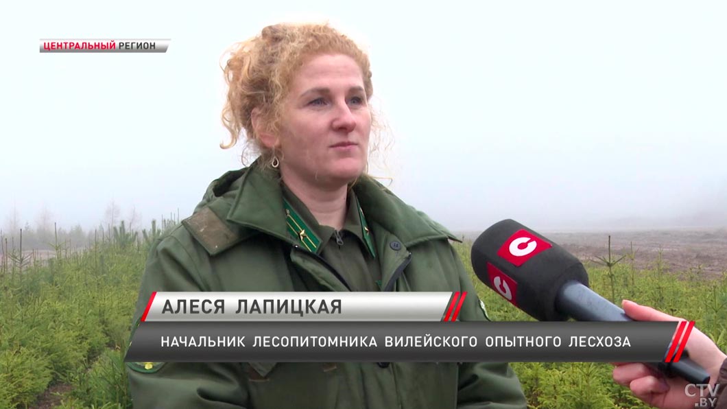 Символ праздника – побывали в лесопитомнике и узнали, как выращивают новогодние ёлки-6