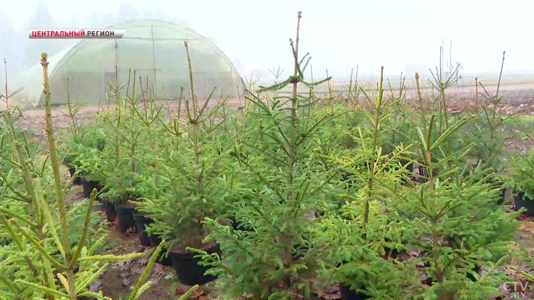 Символ праздника – побывали в лесопитомнике и узнали, как выращивают новогодние ёлки-8