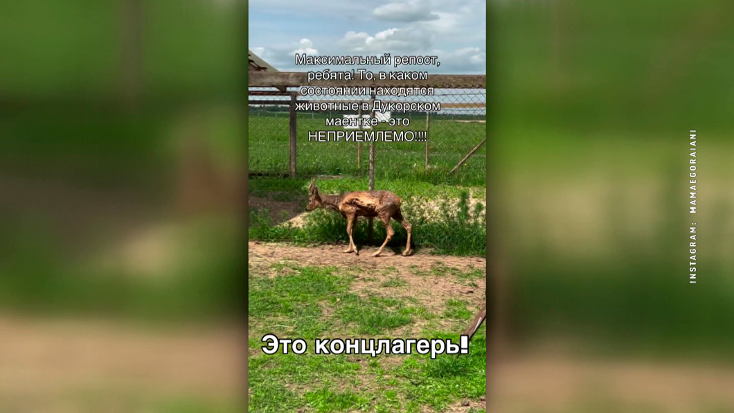 «Дукорский маёнтак» = концлагерь для животных?! История потрясла белорусов – делимся подробностями-4