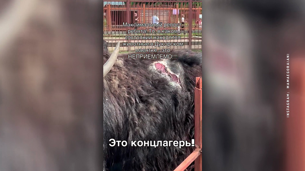 «Дукорский маёнтак» = концлагерь для животных?! История потрясла белорусов – делимся подробностями-2