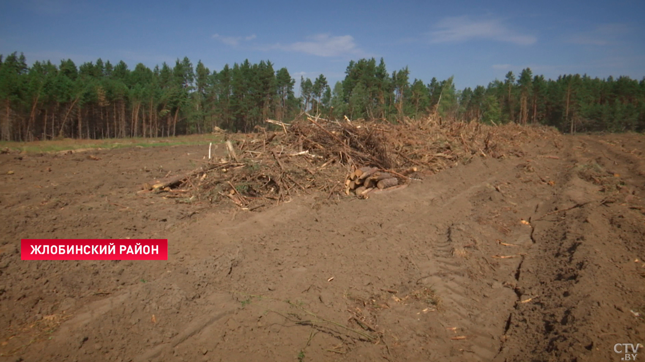 В Беларуси продолжают устранять последствия урагана – что уже сделано?-2