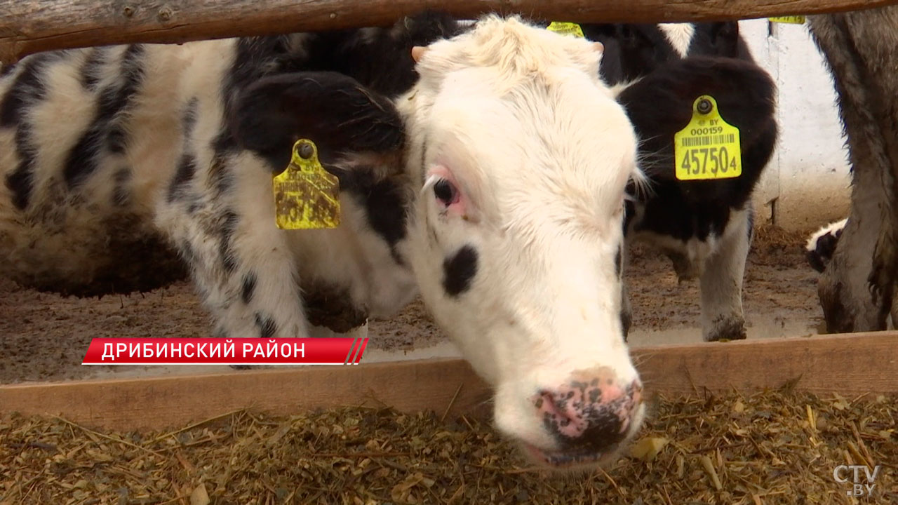 Прокуратура бьёт тревогу! В Могилёвской области выявили 542 нарушения в сфере животноводства-2