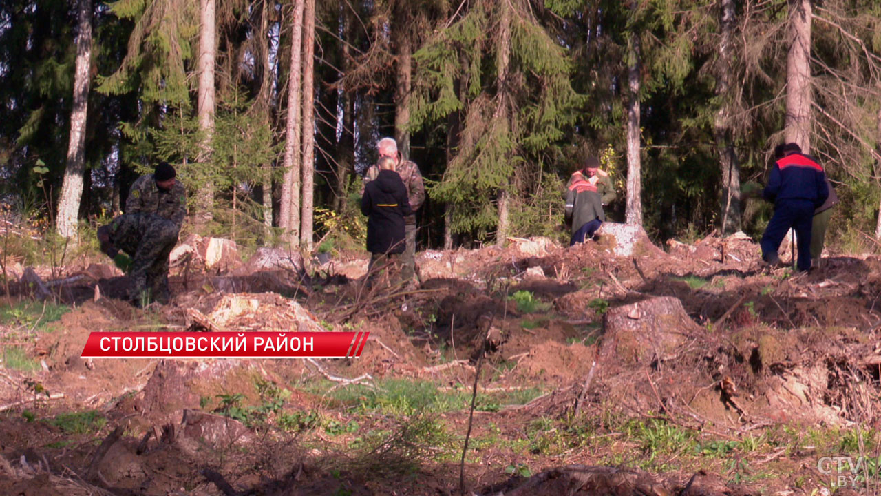 Высажено около тысячи гектаров! В Беларуси продолжают восстановление лесов после летнего урагана-2