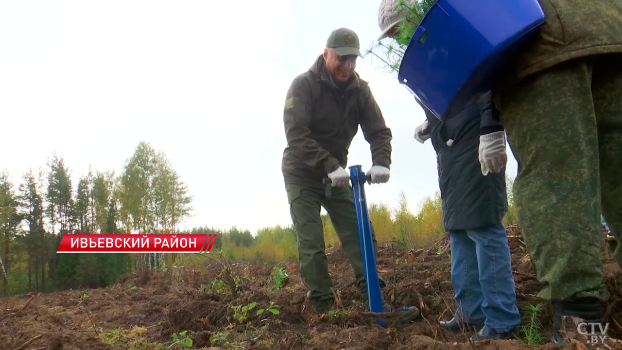 В Беларуси продолжают работы по восстановлению лесов на ветровально-буреломных участках-2