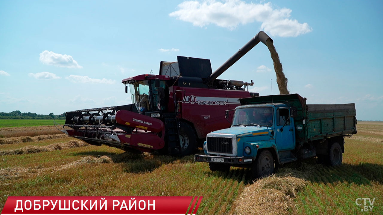 Сельхозпредприятия Гомельской области приступили к уборке зерновых-2
