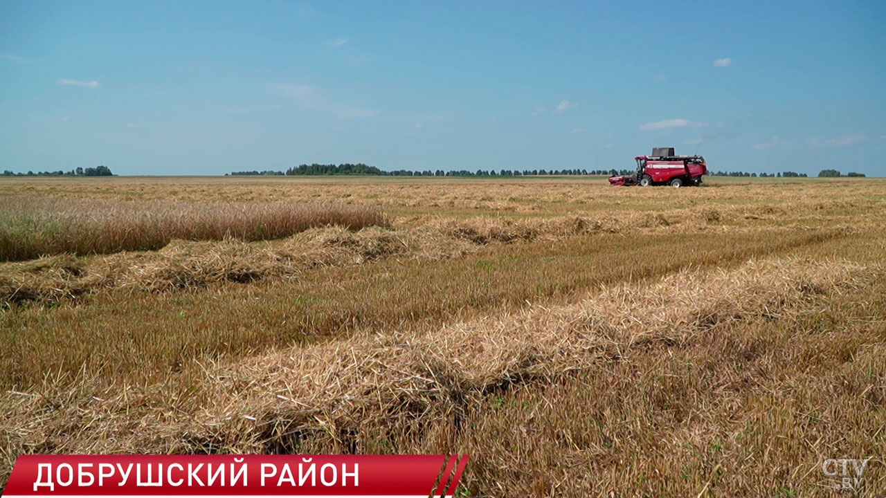 Сельхозпредприятия Гомельской области приступили к уборке зерновых-6 Сельхозпредприятия Гомельской области приступили к уборке зерновых-6