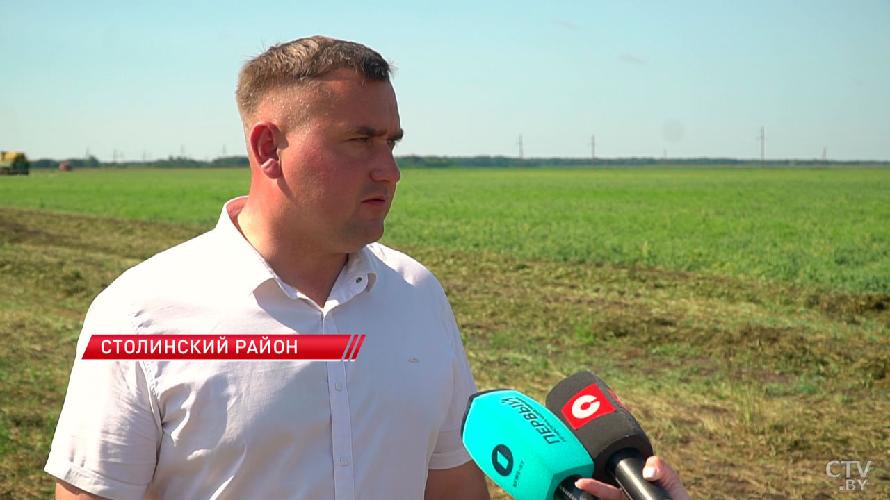 Урожай в 2,5 раза больше, чем в 2024-м –  в Столинском районе убирают зелёный горошек-4