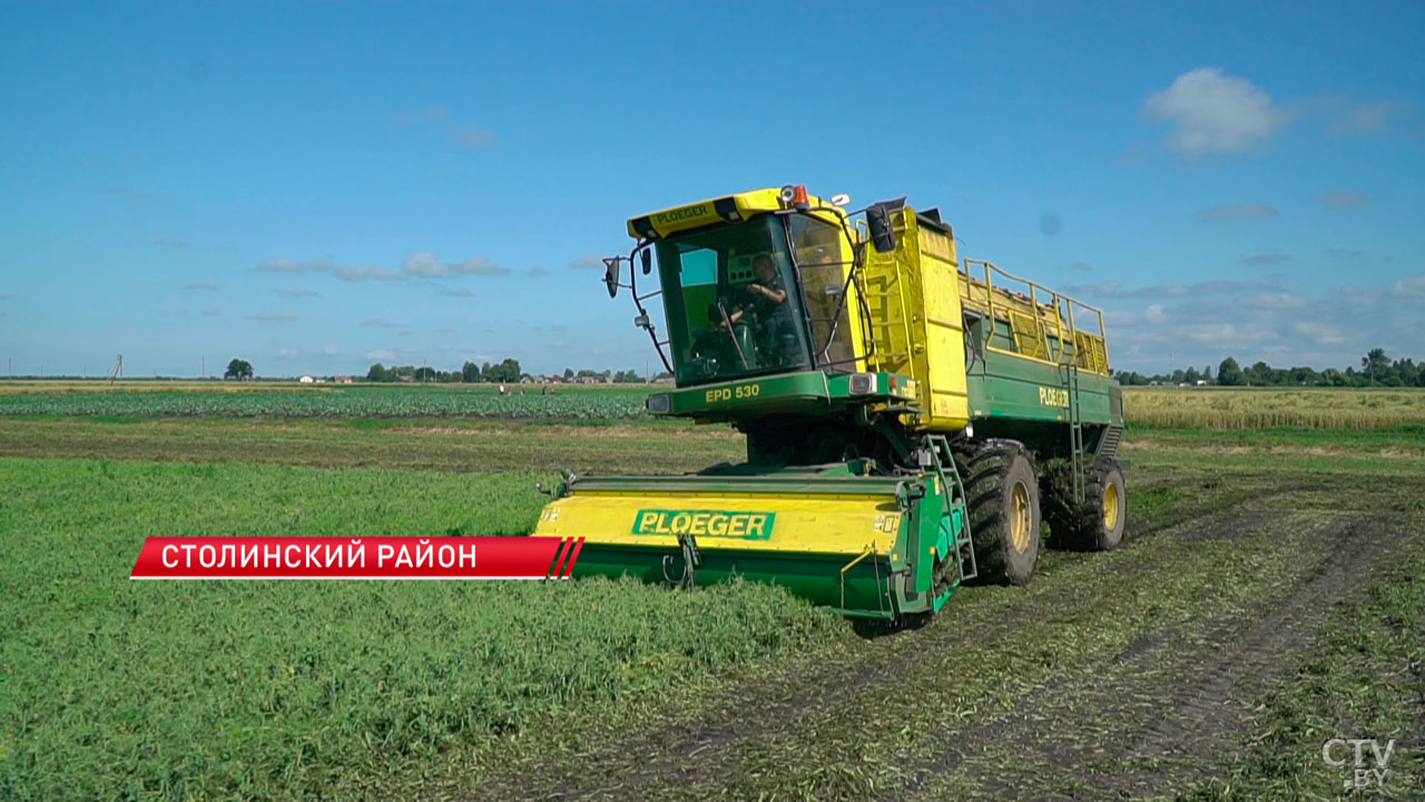 Урожай в 2,5 раза больше, чем в 2024-м –  в Столинском районе убирают зелёный горошек-2