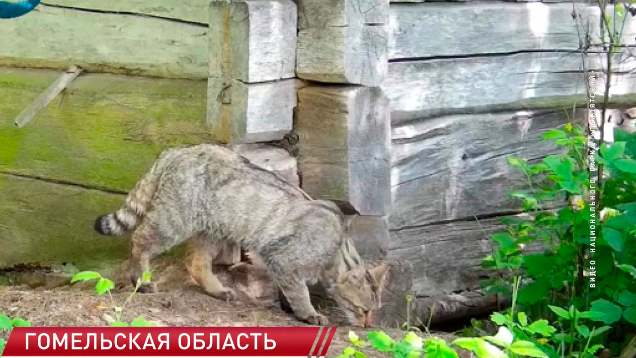 Один из самых загадочных хищников – в Беларуси зафиксировали появление лесного кота-2