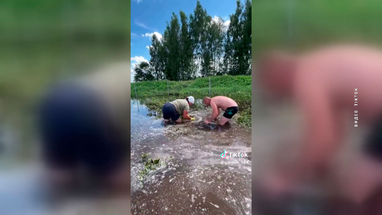 Картофель под угрозой? Выяснили, как повлияют ливни на урожай второго хлеба в Беларуси-4