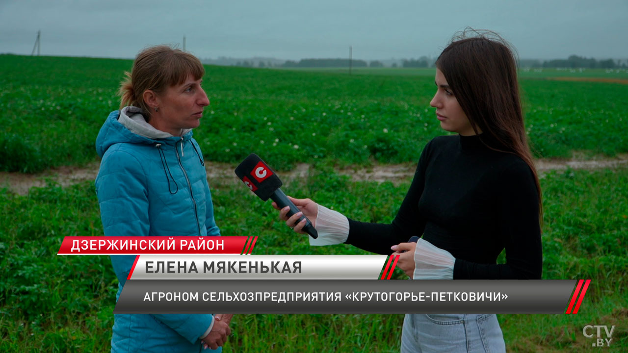 Картофель под угрозой? Выяснили, как повлияют ливни на урожай второго хлеба в Беларуси-6