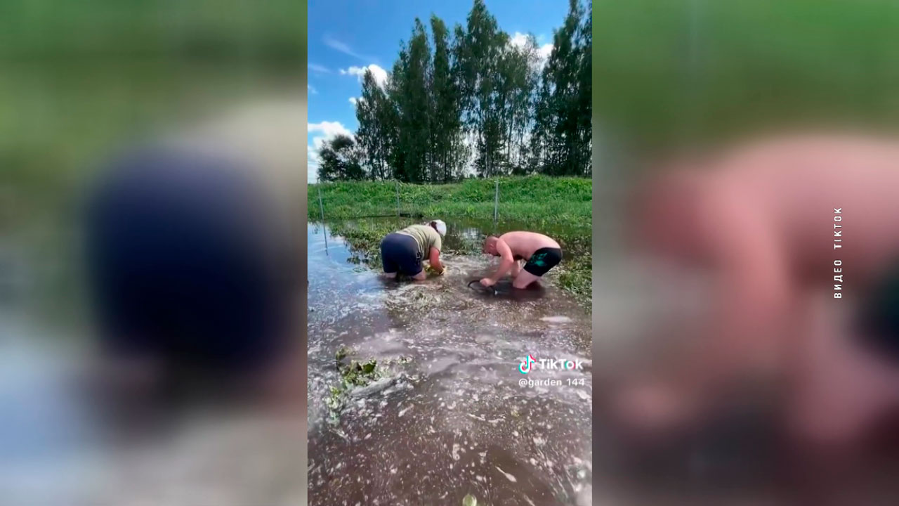 Картофель под угрозой? Выяснили, как повлияют ливни на урожай второго хлеба в Беларуси-2
