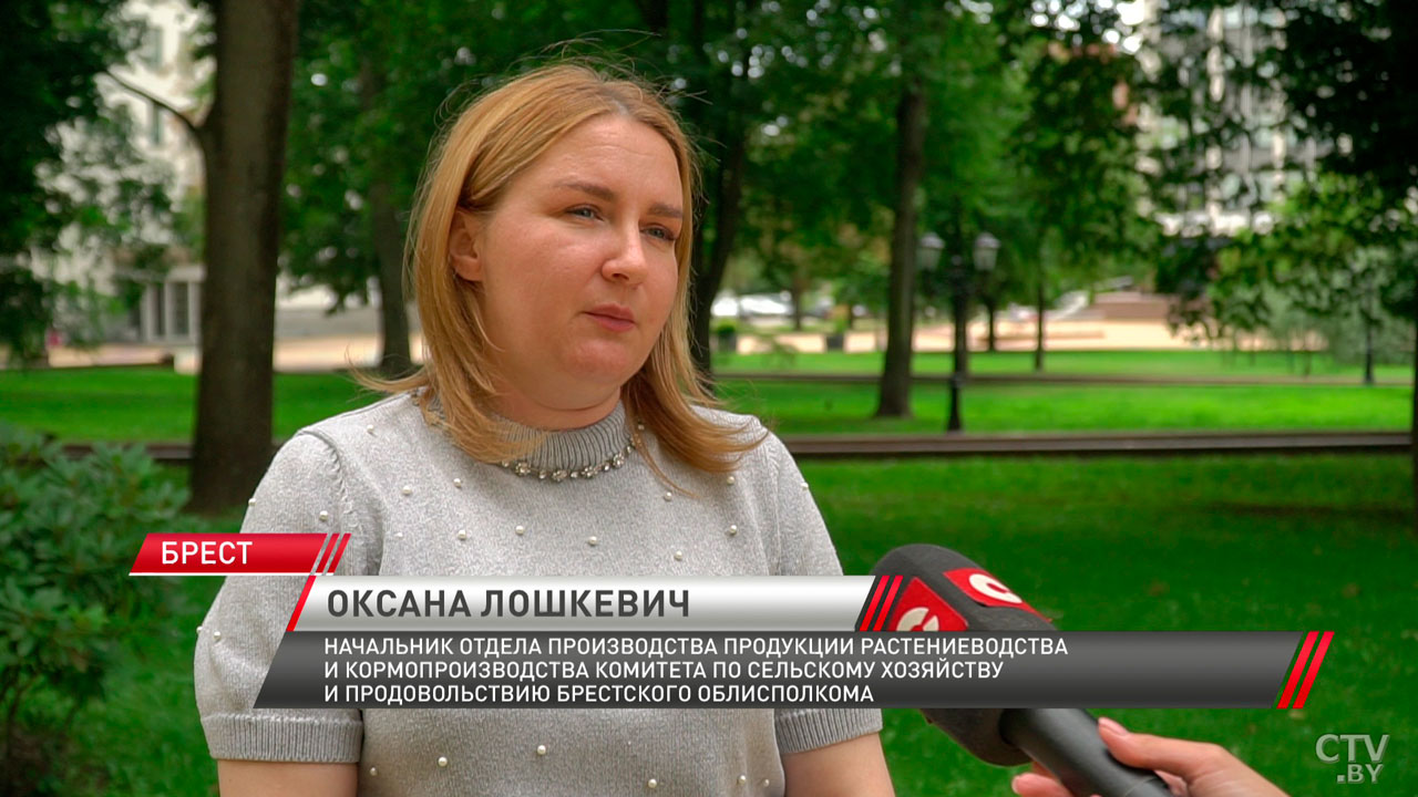 Брестская область первой преодолела рубеж в полмиллиона тонн зерна-4 Брестская область первой преодолела рубеж в полмиллиона тонн зерна-4