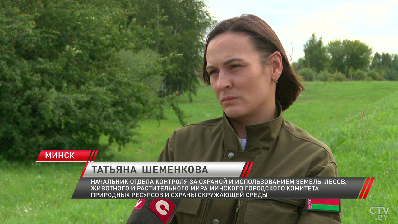 Сезон цветения у борщевика и золотарника – как в Минске борются с опасными растениями?-4