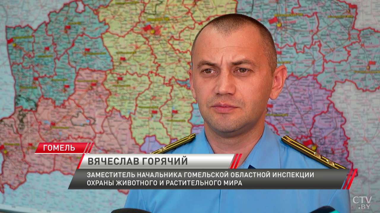 Животные стали чаще выбегать на дороги – где подстерегает опасность и как её избежать?-8