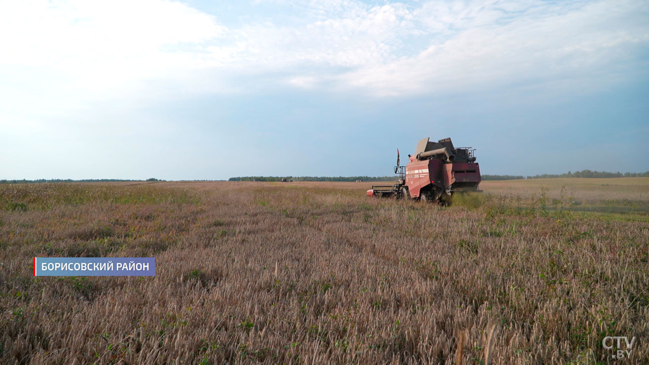 В Беларуси собрано около 8,5 млн тонн зерна – как проходит жатва?-14