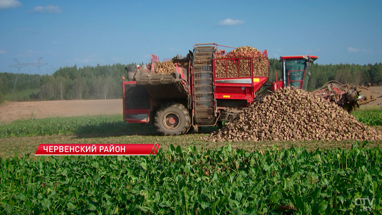 Урожайность – 450 центнеров с гектара. В Минской области освоено 16% площадей с сахарной свёклой-2