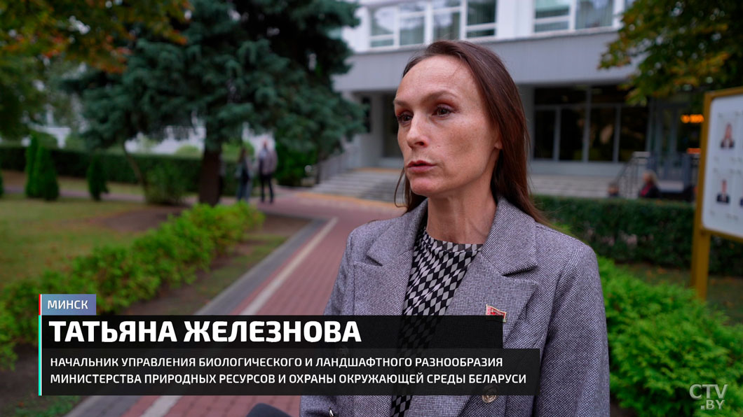 Бешеного волка забили палкой – зоозащитники возмутились! Что говорят в заказнике «Выгонощанское»?-10 Бешеного волка забили палкой – зоозащитники возмутились! Что говорят в заказнике «Выгонощанское»?-10
