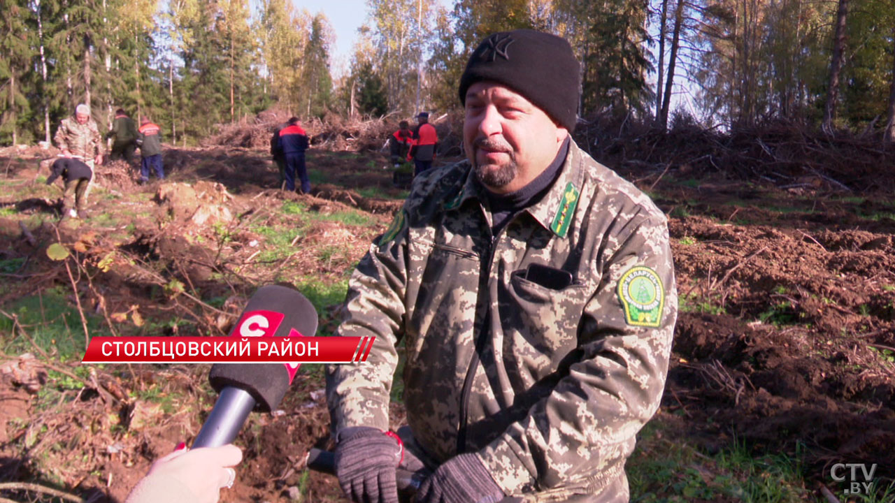 Высажено около тысячи гектаров! В Беларуси продолжают восстановление лесов после летнего урагана-4