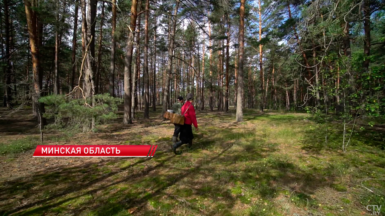 В лесах теряются десятки человек – посмотрели, как работают спасатели в таких ситуациях-6