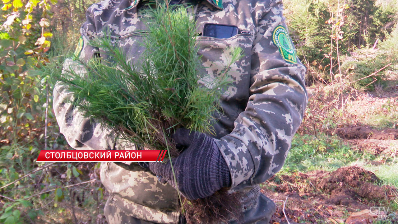 Высажено около тысячи гектаров! В Беларуси продолжают восстановление лесов после летнего урагана-6