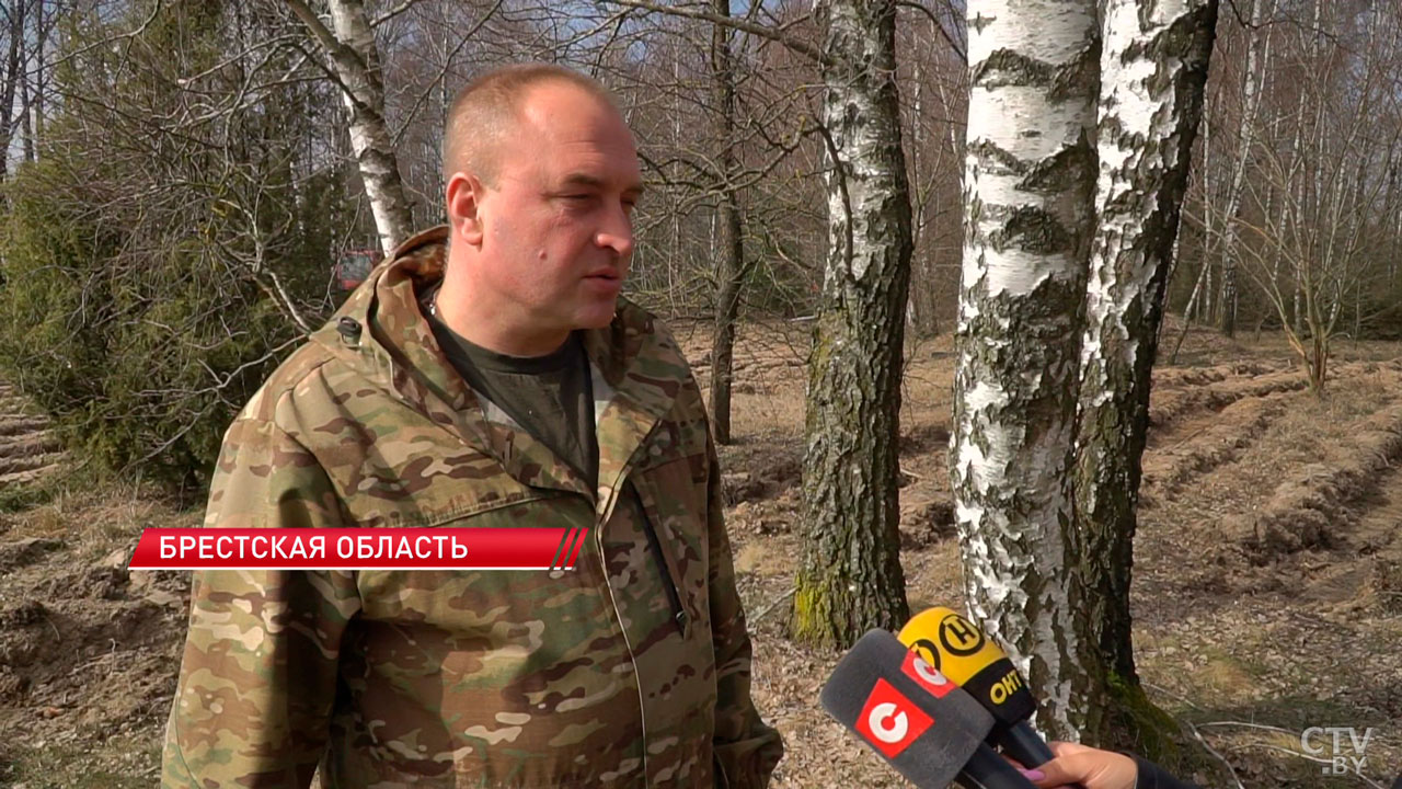 В Брестской области высадят свыше 1,3 миллиона деревьев-6