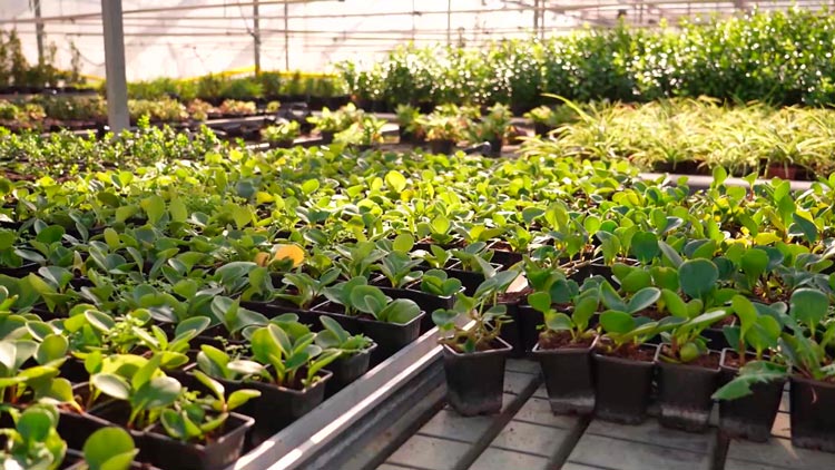 Как выращивают цветы для украшения улиц столицы – узнали на Минском парниково-тепличном комбинате