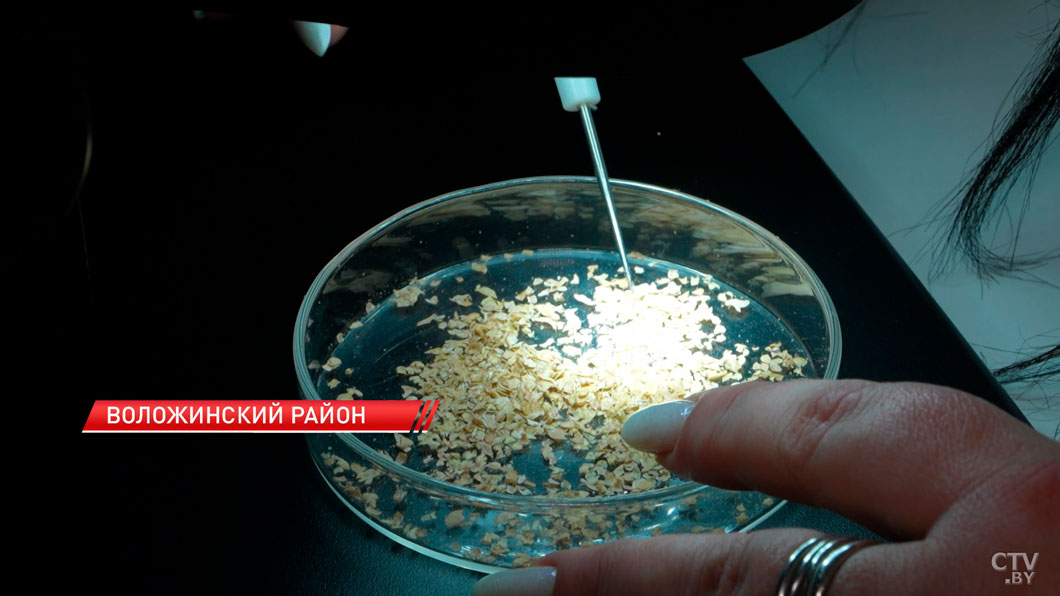 Хищники против паразитов. Кто такие энтомофаги и как их используют в сельском хозяйстве-4