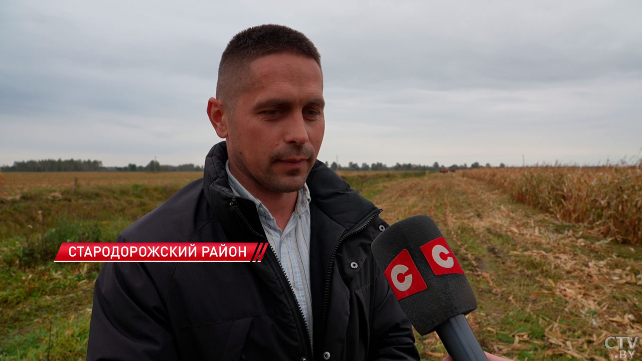В Стародорожском районе более 50% площадей с кукурузой убрано на силос-4