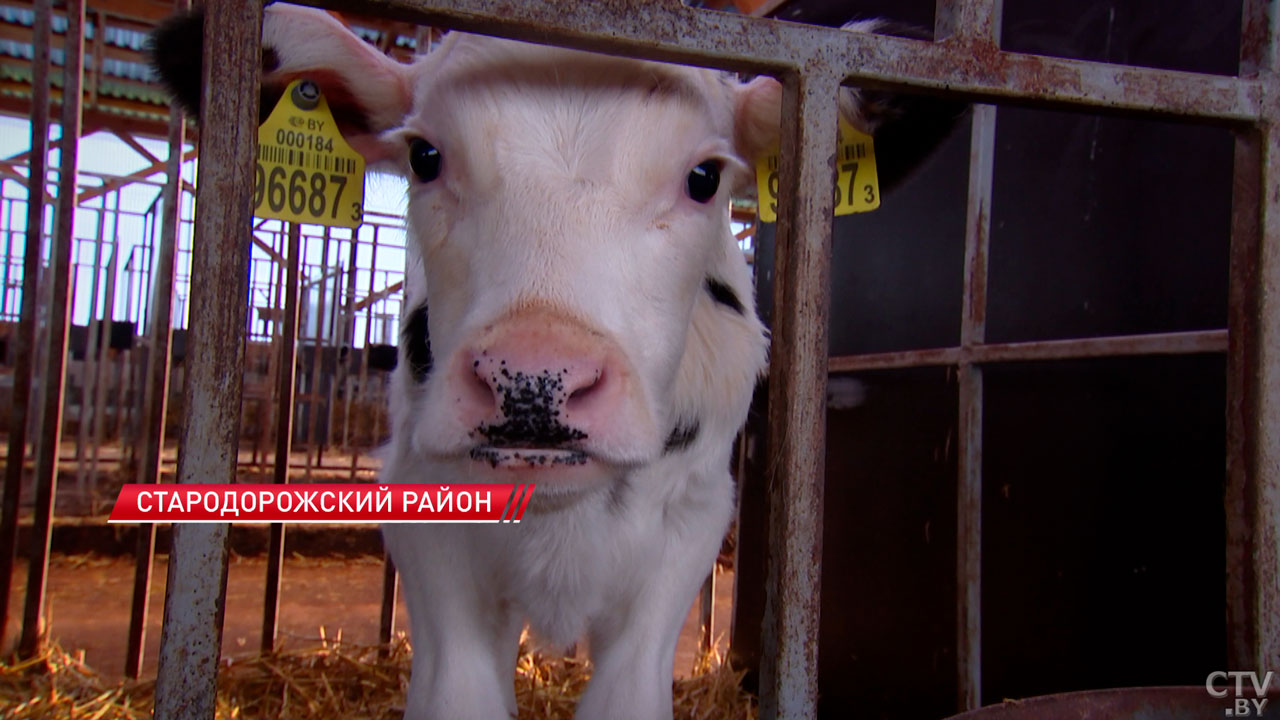 По 10 молочно-товарных комплексов появятся в каждой области страны в 2026-м-2