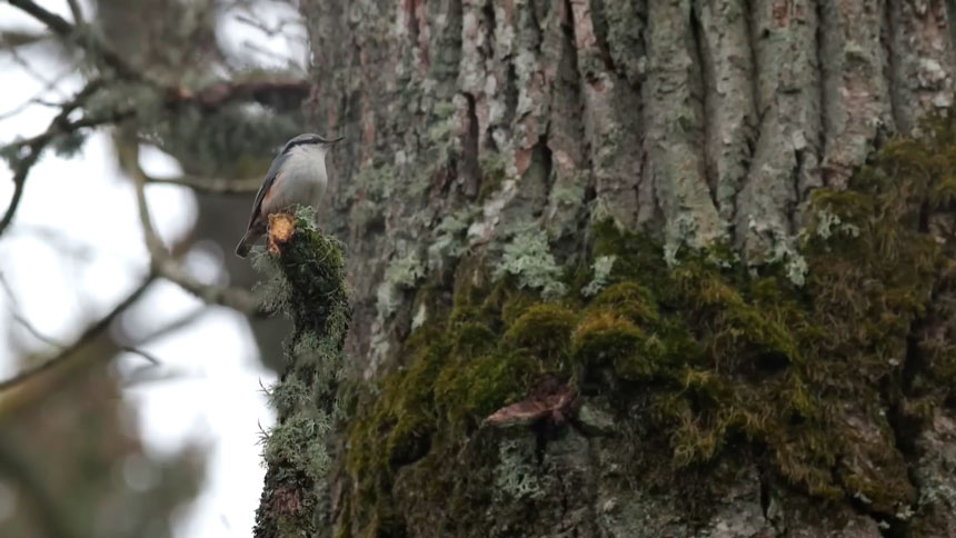 В Беловежской пуще зарегистрировано более 250 видов птиц