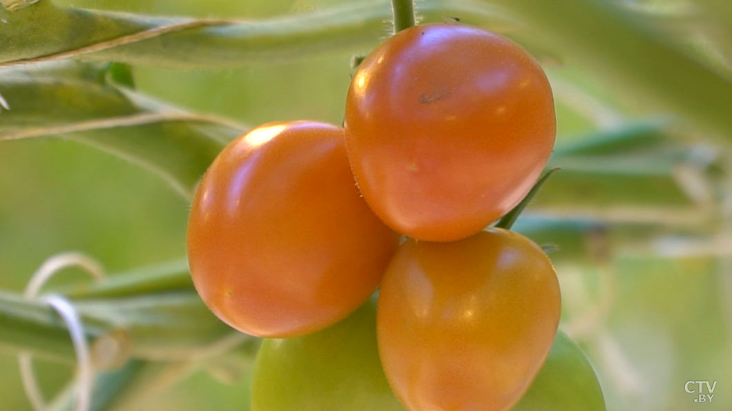 Хищники против паразитов. Кто такие энтомофаги и как их используют в сельском хозяйстве-2