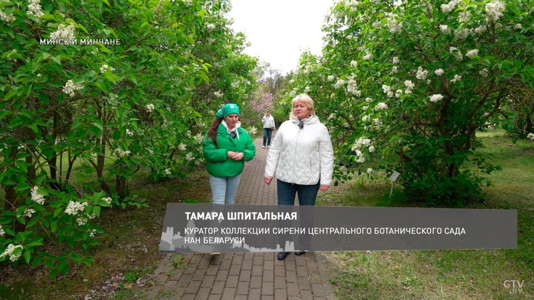 «Красавица Москвы» и «Великая Победа». Показываем редкие сорта сирени в ботаническом саду -2 «Красавица Москвы» и «Великая Победа». Показываем редкие сорта сирени в ботаническом саду -2