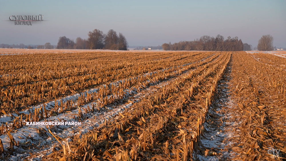 В январе под Брестом в мороз убирали кукурузу с поля – это нормально? Узнали
