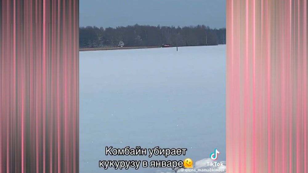 Сугробы, крепкий минус и комбайн. Фермер поэкспериментировал с уборкой кукурузы зимой и не прогадал
