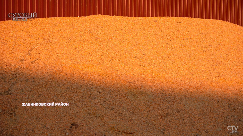 В январе под Брестом в мороз убирали кукурузу с поля – это нормально? Узнали