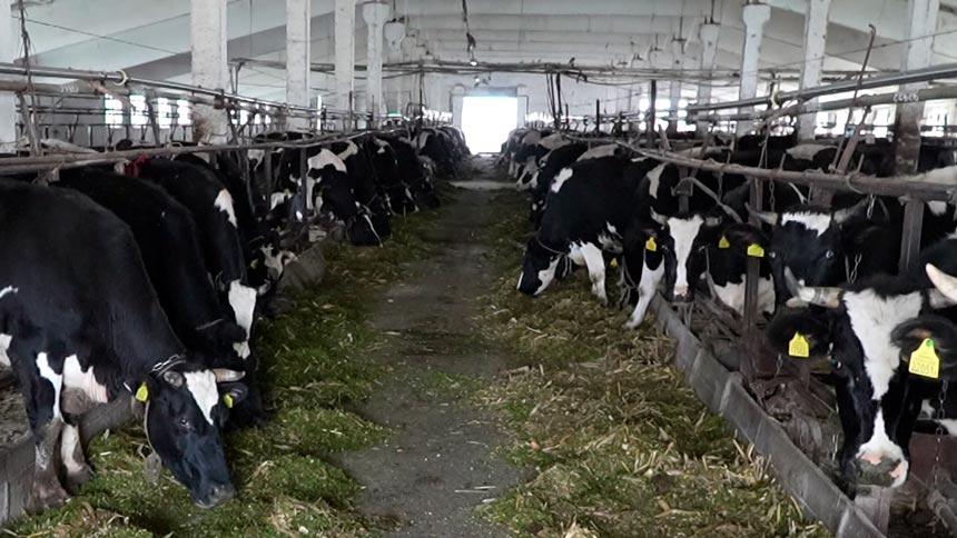 Готовы ли фермы к холодам? В Беларуси проверяют условия содержания животных 