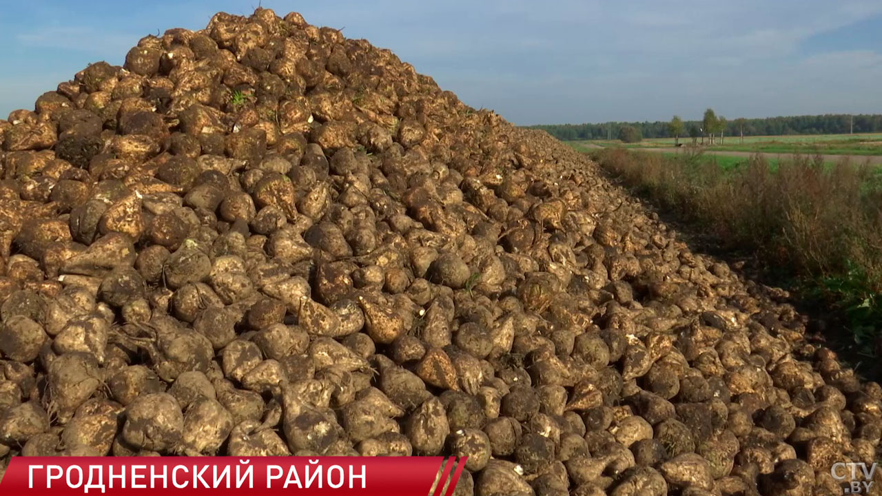 В Гродненской области завершается осенняя посевная кампания-2