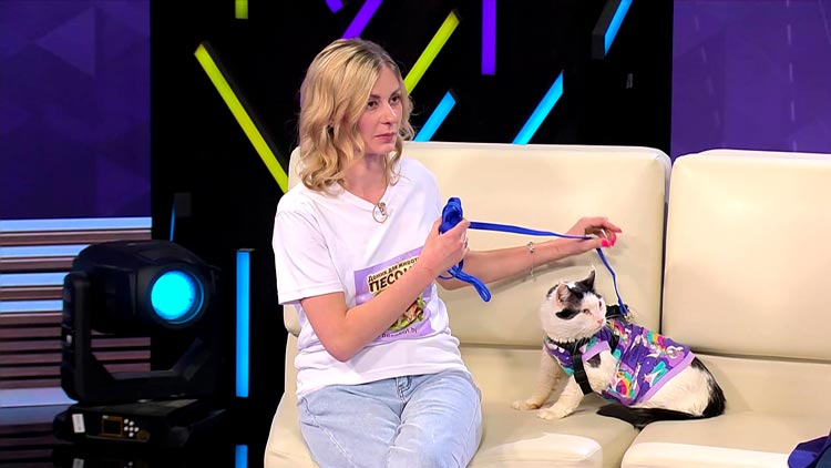 Абсолютно адаптированный и социальный – волонтер рассказала о котике, которому очень нужен дом