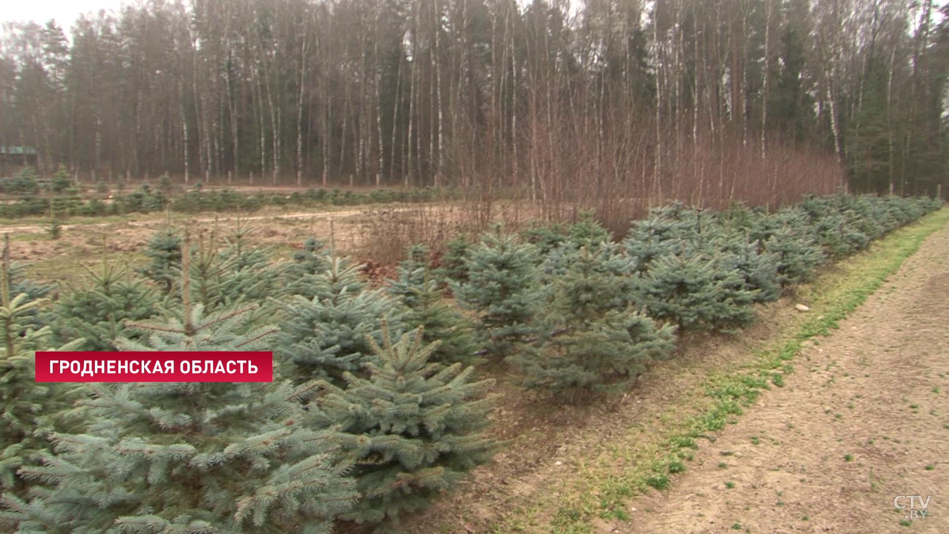 20 базовых за 10 рублей. Напоминаем, почему не стоит незаконно вырубать ёлки-31