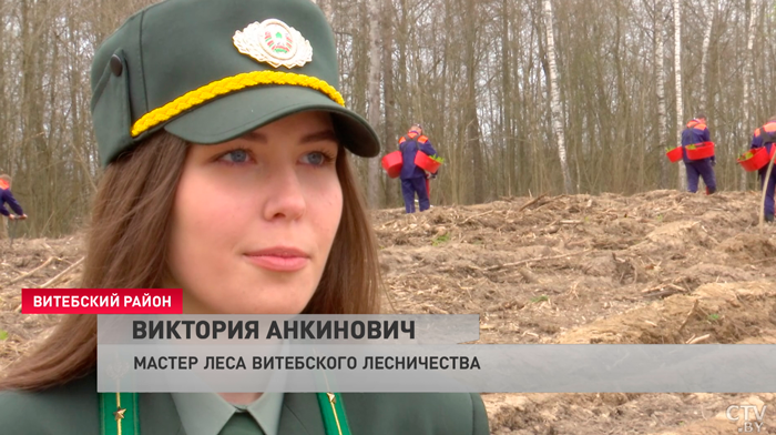 Тысячи деревьев – в нескольких корзинах! В Витебской области стартует акция «Неделя леса»-13