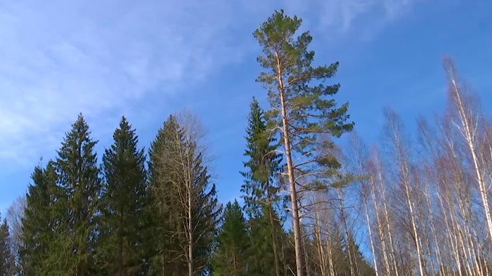 Любой человек должен помогать своей природе. Как проходит акция «Неделя леса» в Витебской области?