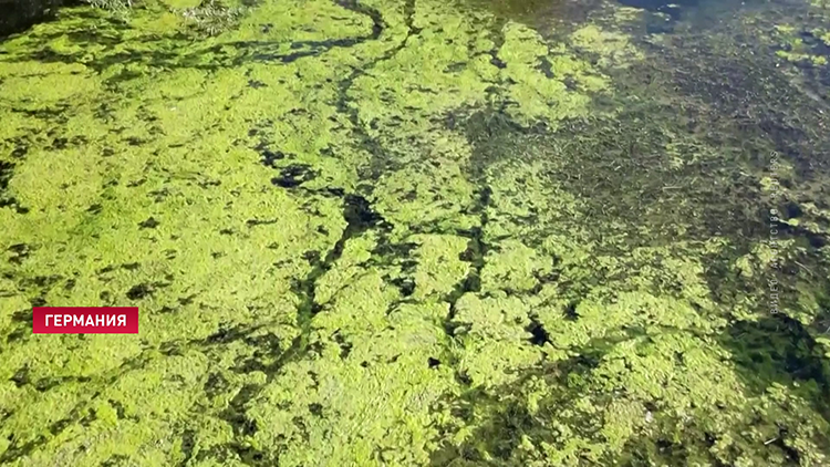 Немецкое озеро Роттер полностью покрыли ядовитые водоросли