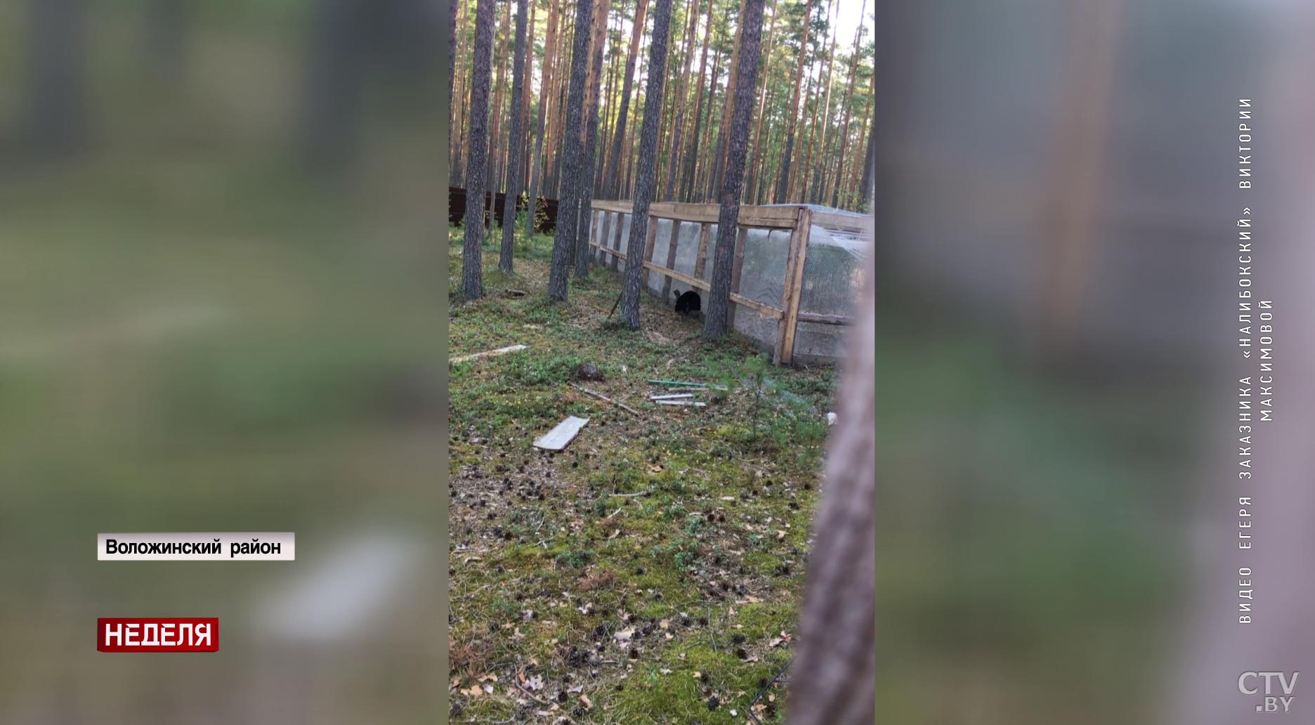 Вышли на след шакала, который не проживал в Беларуси. Какие ещё необычные звери живут в Налибокском заказнике?-37