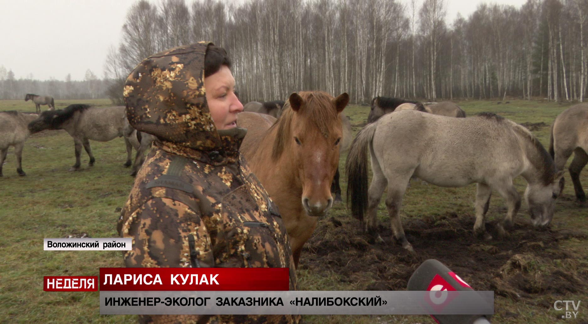 Вышли на след шакала, который не проживал в Беларуси. Какие ещё необычные звери живут в Налибокском заказнике?-33