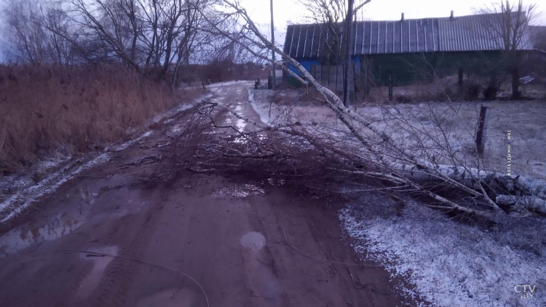 Из-за сильного ветра в Минской области падали деревья и в некоторых местах было нарушено электроснабжение-11